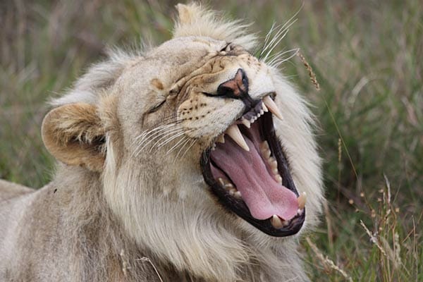 So lange niemand auf die Idee kommt, sich von seinem Platz zu erheben, sehen die Löwen das Safari-Gefährt als großes harmloses Tier, vermuten die Ranger. Aufstehen? Auf die Idee kommt zwei Meter entfernt von scharfen Krallen und Zähnen sowieso keiner.
