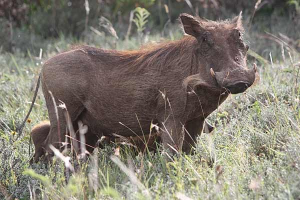 Auch Warzenschweine gehören zum Bestand des Inkwenkwezi. Hier eine Sau mit ihren Kindern, die sich hinter ihr verstecken.