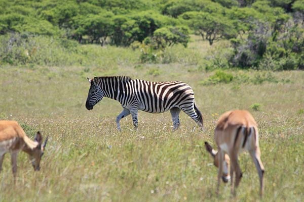 Ein Zebra läuft gemächlich durch Graslandschaft des Inkwenkwezi.