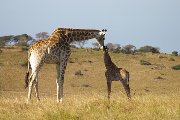 Auch Giraffen leben hier und ziehen ihre Jungen groß. Die beste Reisezeit zum Beobachten der Tier-Sprösslinge ist zwischen November und Dezember.