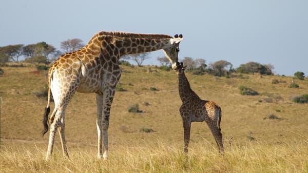 Auch Giraffen leben hier und ziehen ihre Jungen groß. Die beste Reisezeit zum Beobachten der Tier-Sprösslinge ist zwischen November und Dezember.