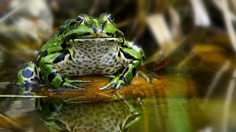 Ein Frosch an einer Wasserstelle (Symbolbild): Soll er künftig das Wetter vorhersagen?