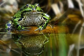 Ein Frosch an einer Wasserstelle (Symbolbild): Soll er künftig das Wetter vorhersagen?