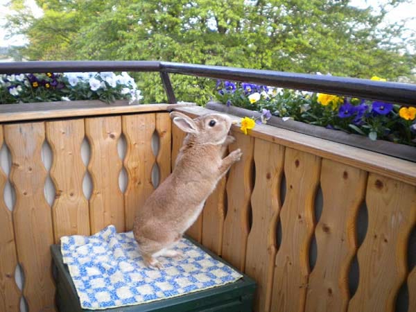 "Hase "Ginsu" gefallen die schönen Balkonblumen."