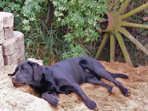 Hund "Funta" spielt total gerne, braucht aber ihre Ruhepausen: "Ich bin soooo müde."
