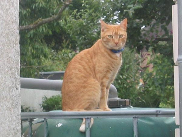 "Der Kater "Garfield" sitzt auf dem Wassertank."