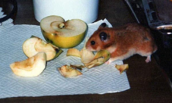 "Das ist Hamster "Happy". Er macht sich gerade über ein Stückchen Apfel her."