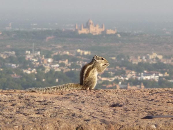 "Dieses Streifenhörnchen hat einen tollen Ausblick: direkt auf einen indischen Tempel!"