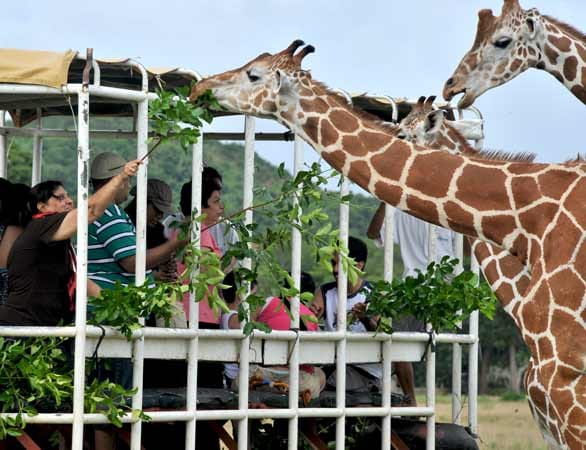Falscher Ort: Giraffen-Safari auf den Philippinen