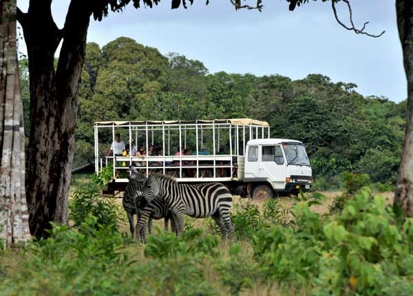 Heute werden die Savannen-Tiere als Touristenattraktion beworben: ein Stück Afrika vor südostasiatischer Kulisse.