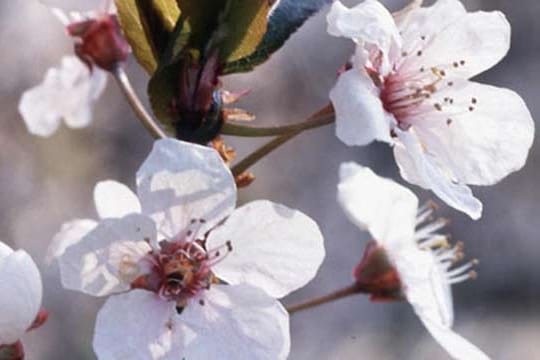 Kirschblüten am Weihnachtsmorgen verheißen Glück.