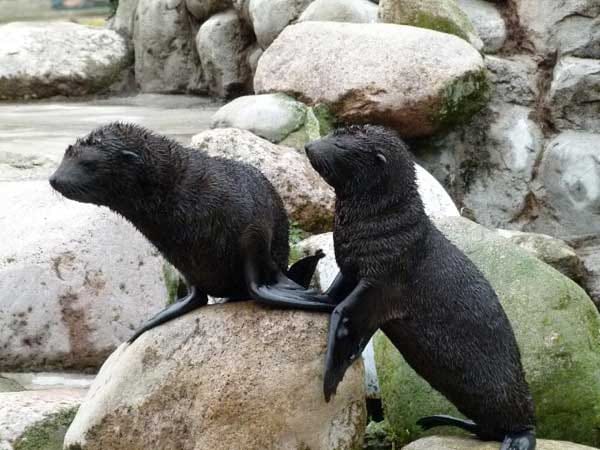 "Das Foto der zwei Seehund-Babys entstand im Rostocker Zoo."
