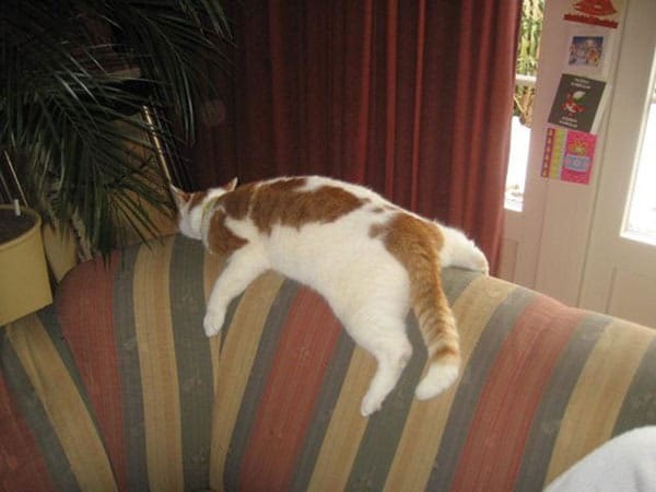 "Katze "Binki" entspannt auf eine ganz einfache Art."