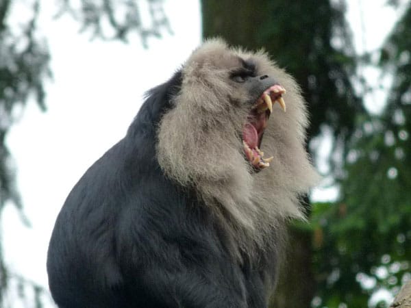 "Ist dieser Affe aus dem Rostocker Zoo hungrig oder müde?"