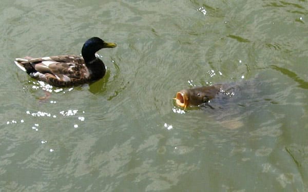 "Eine Ente und ein Fisch schwimmen zusammen im Wasser und beide wollen Futter."