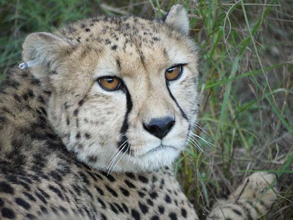 "Dieser Gepard ist uns in Namibia über den Weg gelaufen."