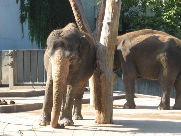 "Zwei Elefanten in der Wilhelma Stuttgart - sagt der eine zum anderen: 'Upps, das war wohl ein Gläschen zu viel!'"