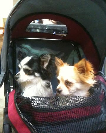 "Das sind die beiden Chihuahuas "Jayson" (braun) und "Blacky" (schwarz). Sie sind einfach süß im Hundebuggy."