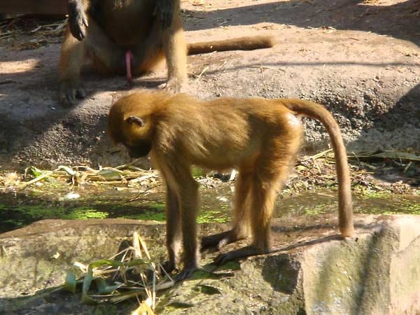 "Zwei Affen im Zoo. Das hintere Tier denkt gerade an etwas anderes..."