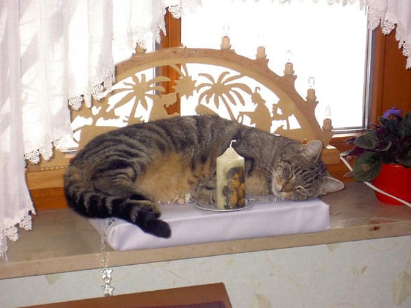 "Katze "Lilly" hat als Schlafplatz die Adventsdekoration entdeckt."