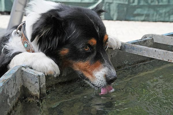 "Das ist Australian Shepherd "Okie". Der Brunnen im Hessenpark kann großen Durst löschen."