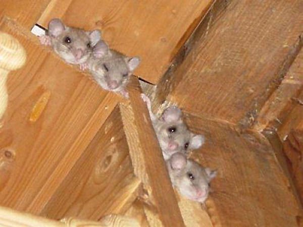 "Das sind Siebenschläfer-Babys. Sie stehen unter Naturschutz, nisten sich gerne auch mal auf Dachböden ein, oder hinter Holzverkleidungen, wie diese Familie."
