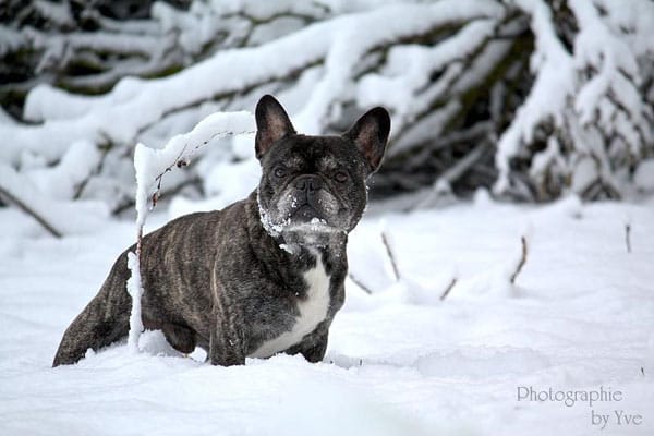 Unser French Bulldog Rüde "Atos" im Winterzauber.