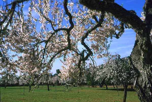 Das klassische Ziel für Mandelblütenfans ist Mallorca.