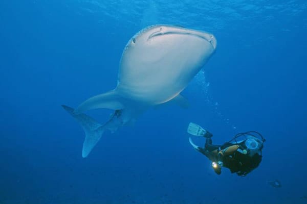 Mit bis zu 13 Metern Länge sind sie nicht nur die größten Haie, sondern auch die größten Fische, die momentan in den Weltmeeren leben.