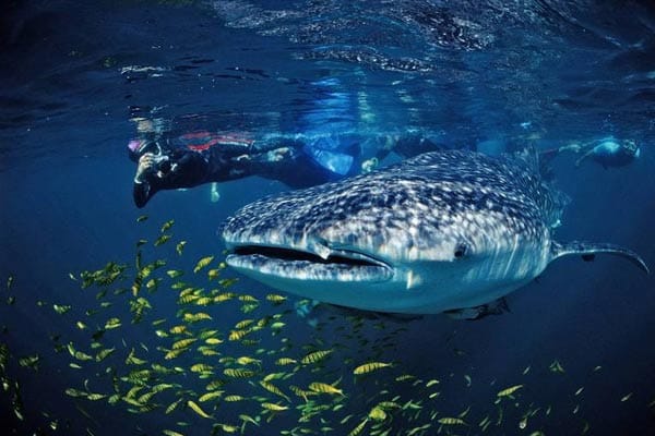 Über 20 karibische Fischarten nutzen die Gewässer vor Belize, um dort ihre Eier zu legen. Die Zwölf-Tonnen-Fische kommen deshalb zwischen März und Juni - um ausgiebig schlemmen zu können.