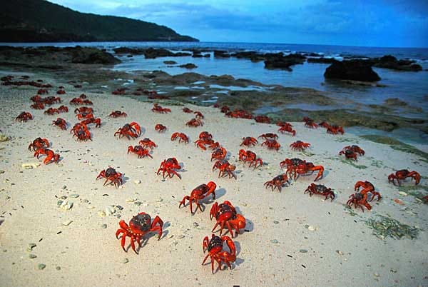 Auch rote Krebse wandern regelmäßig über die Strände der Insel.