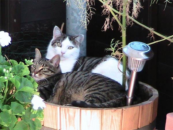 "Unsere beiden Katzen "Pauline" und "Gorgy" teilen sogar den Blumentopf. Dass nenne ich Geschwisterliebe!"