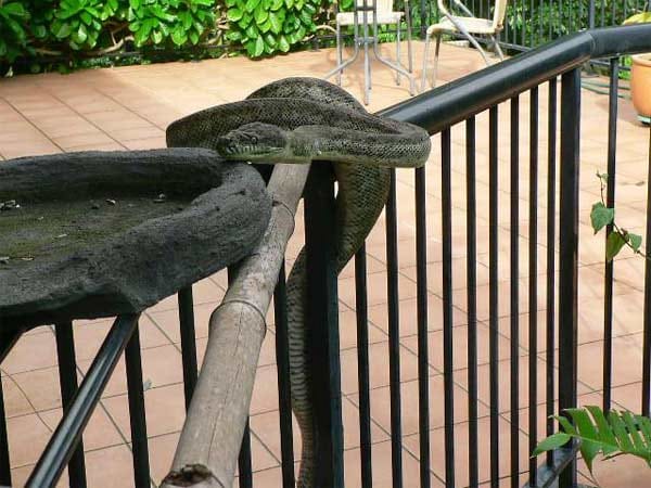 "Diese Pythonschlange lebt auf dem Dachboden unseres Hauses in Australien. Sie hält uns das ganze Ungeziefer fern. Die Schlange ist fast zahm und eigentlich ungefährlich. Das Bild haben wir auf unserem Balkon gemacht."