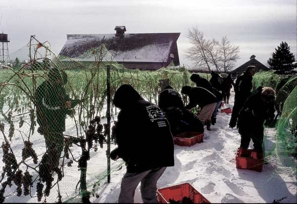 Mit Skianzug, dicken Handschuhen und Mütze lesen die Erntehelfer bis in die frühen Morgenstunden die eisigen Weintrauben.