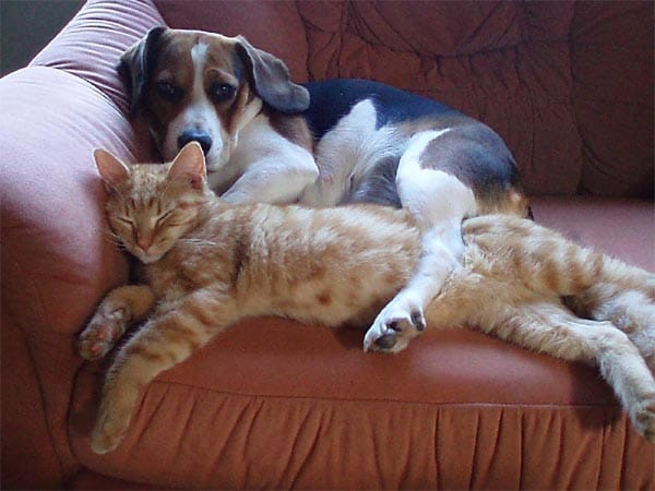 "Beagledame "Dina" mit ihrem Katzenkumpel "Karlchen". Die beiden verstehen sich blendend."