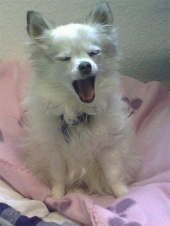 "Das ist meine Chihuahua-Dame "Piri". An diesem Tag war sie mit mir im Büro und sowas von müde. Das Arbeiten überließ sie dann mir."