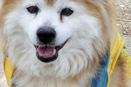 Pusuke, der älteste Hund der Welt, ist tot