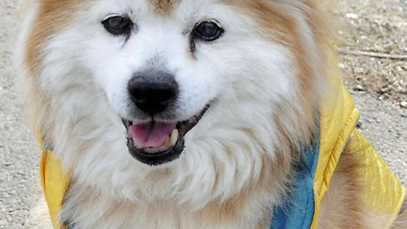 Pusuke, der älteste Hund der Welt, ist tot
