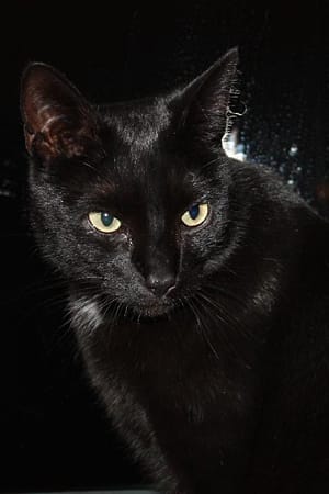 "Das ist Kater "Tommy". Black is beautiful."
