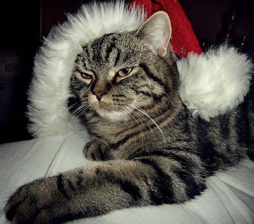 "Das ist meine Katze "Romeo Chruch". Er ist der Beste und ein kleiner kuschliger Weihnachthelfer."