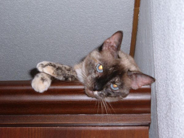 "Meine Thai-Katze "Gulia" auf dem Wohnzimmerschrank."