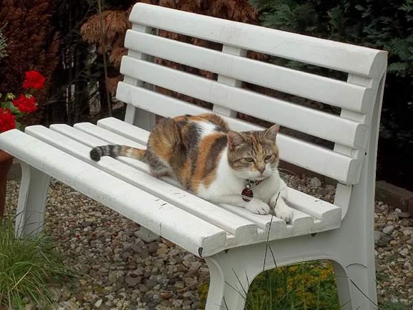 "Katze "Mausi" genießt es, draußen zu liegen."