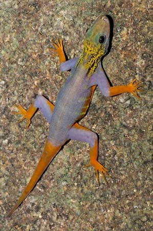 Auch der Gecko in Hippiefarben (Cnemaspis psychedelica) ist eine Neuentdeckung. Er hat einen leuchtend gelben Hals mit schwarzen Streifen, einen blaugrauen Körper und orangefarbene Füße.