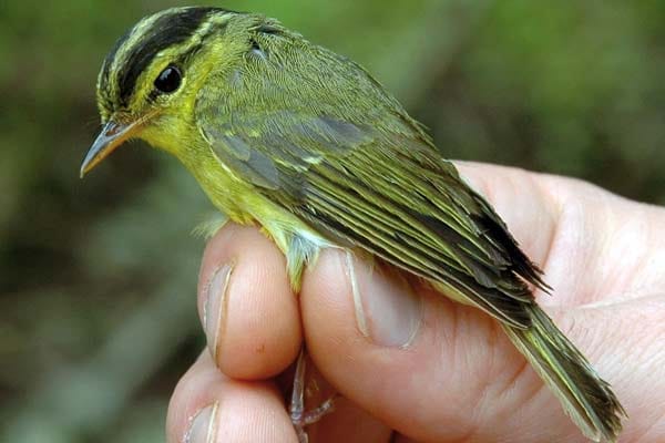 Dieser kleine, markante Vogel lebt in den felsigen Wäldern des Annamiten-Gebirges in Laos und Vietnam. Er wurde zum ersten Mal im Januar 2010 gesichtet.