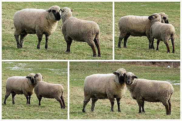 Verliebte Schafe. Sie haben Frühlingsgefühle.