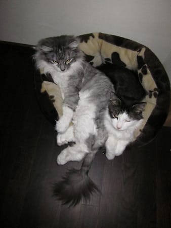 "Das sind Katze "Kira" und Kater "Coco" beim Kuscheln."