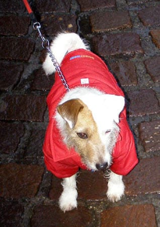 "Dieses Hundchen habe ich auf dem Weihnachtsmarkt in Colmar getroffen. Hoffentlich hält sein Regenmantel dem Regen auch Stand."