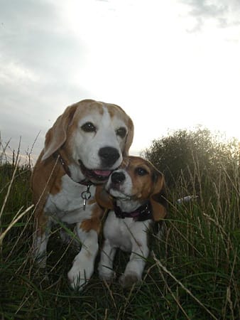"Zwei Beagle mit dem Namen "Sunny" (links) und "Amy" (rechts). Die beiden hatten sich zuerst nicht so gut verstanden und wurden dann zu besten Freundinnen."