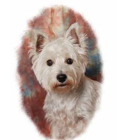 "Ein schönes Portrait von West Highland Terrier "Bonny"."