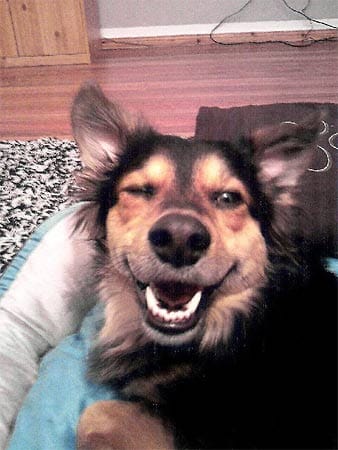 "Mamas Liebling "Janosch" - eigentlich ein ganz normaler Hund, doch dieses Bild beschreibt einfach perfekt seinen süßen Möchtegern-Macho-Charakter!"